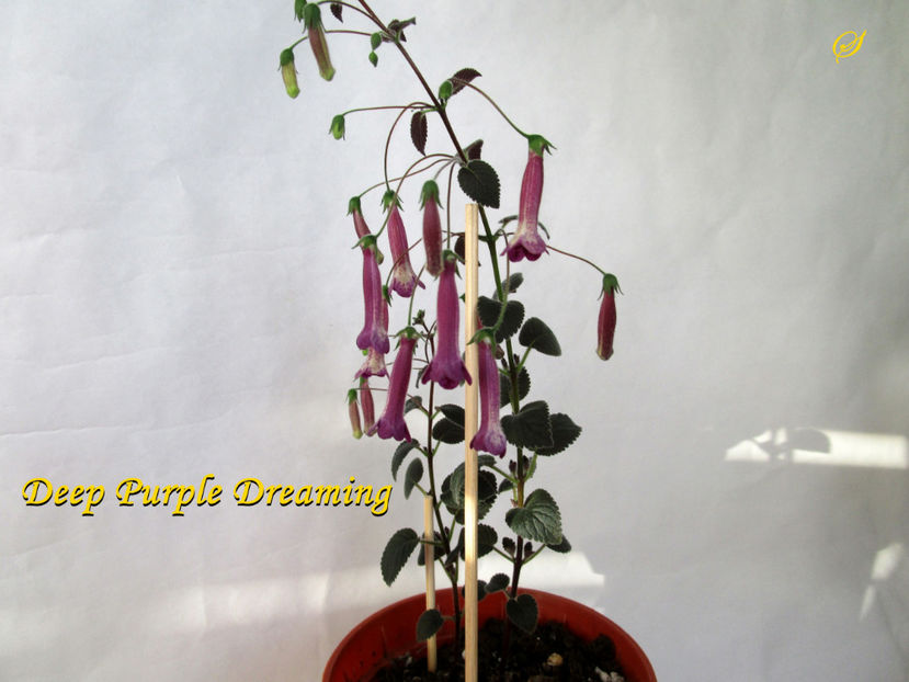 Deep Purple Dreaming(20-09-2020) - Sinningii 2020