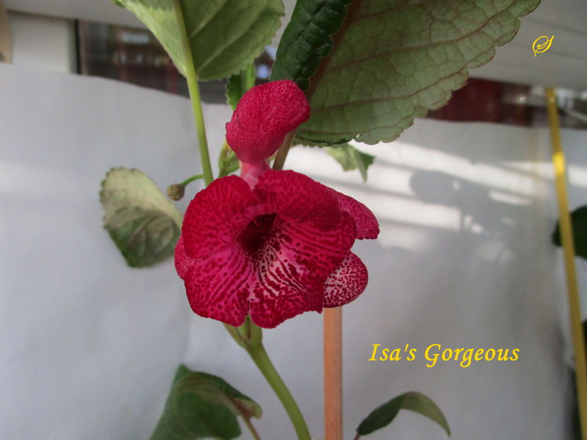 Isa's Gorgeous(20-09-2020) - Sinningii 2020