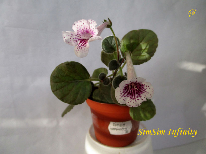 SimSim Infinity(20-09-2020) - Sinningii 2020