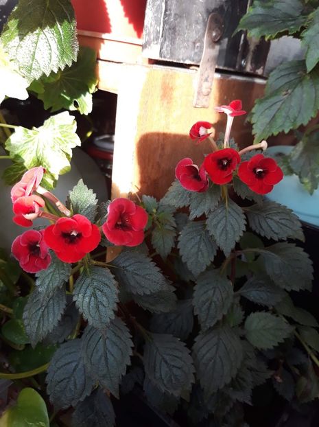  - 1 2020 - Petite Fadette