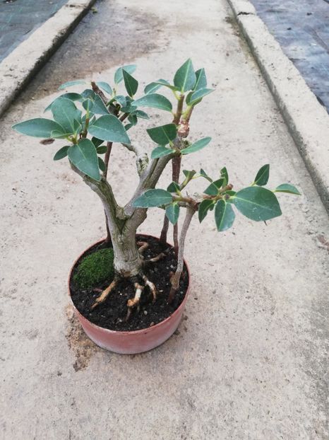 sep2020 - 4 - Skinny