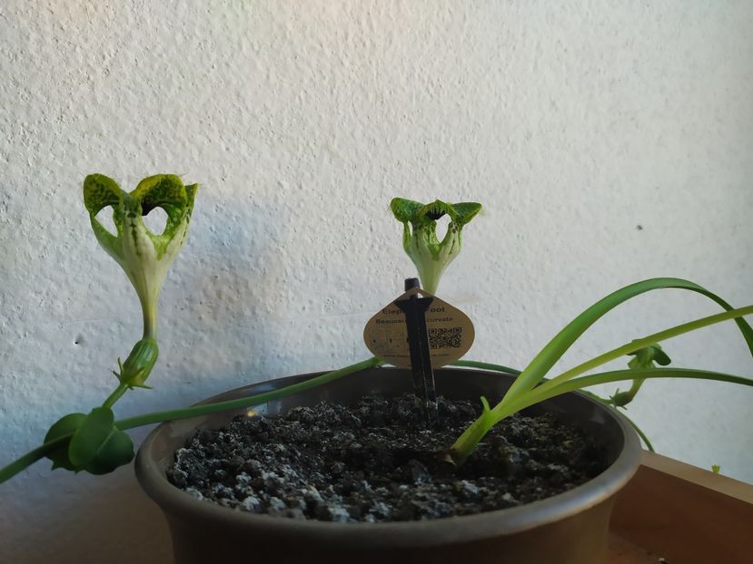  - 2020 Planta parasuta