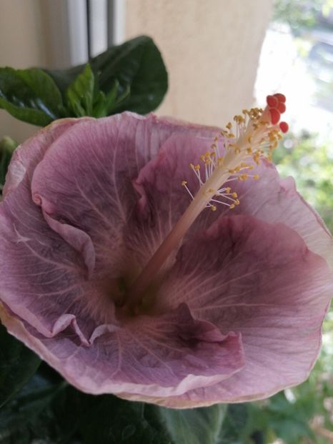  - Hibiscus