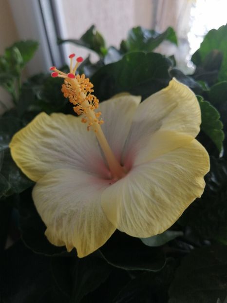  - Hibiscus