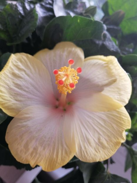  - Hibiscus