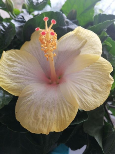  - Hibiscus