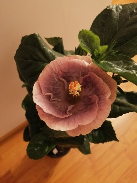  - Hibiscus