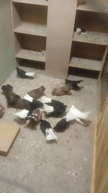  - Porumbei la gramada