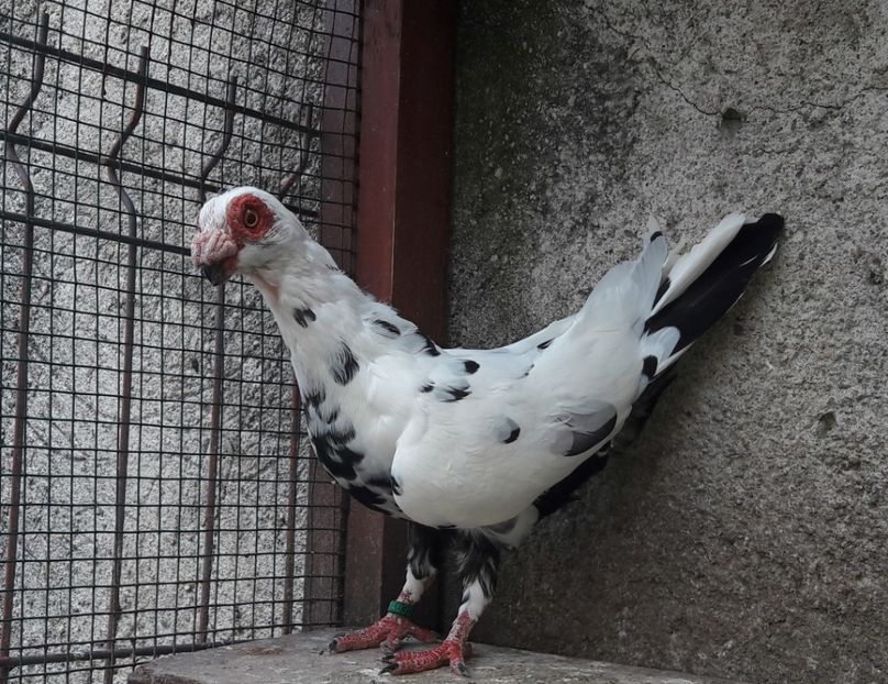 F 2019 - Carunculați 2020