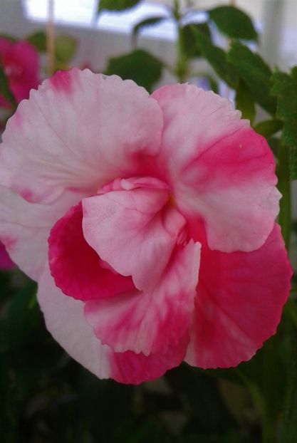  - 0000 ACHIMENES