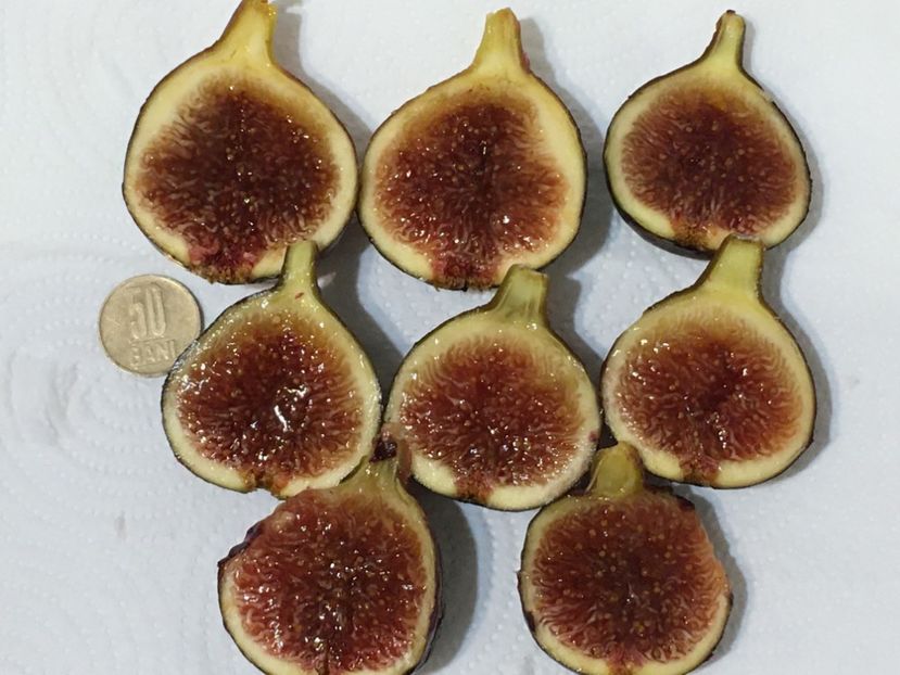  - 1 Inmultire smochin seminte 2