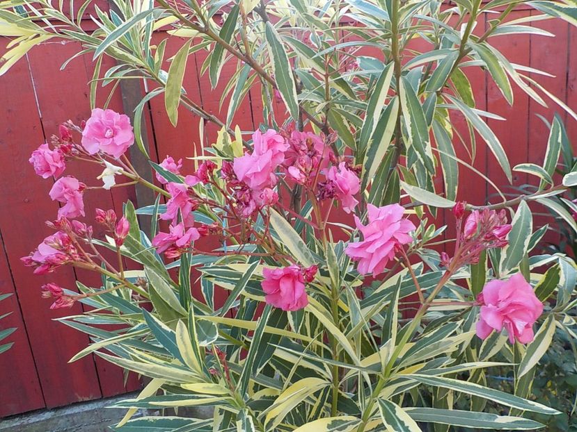  - variegat nr 24