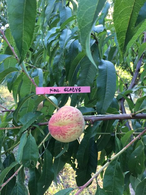 12 Sept 2020 - piersic GLADYS - Zailati