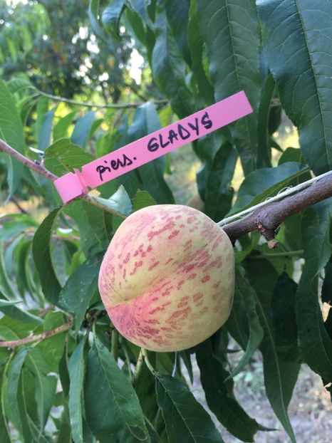 dd - piersic GLADYS - Zailati