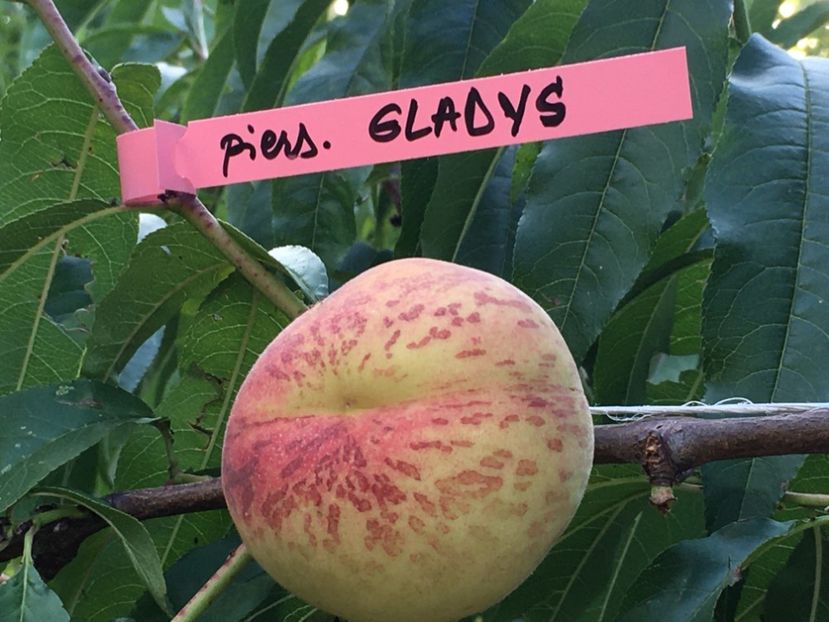 gg - piersic GLADYS - Zailati