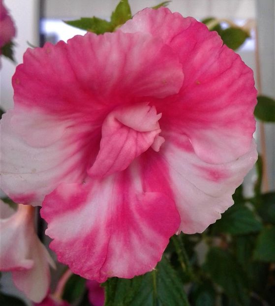  - 000012 ACHIMENES