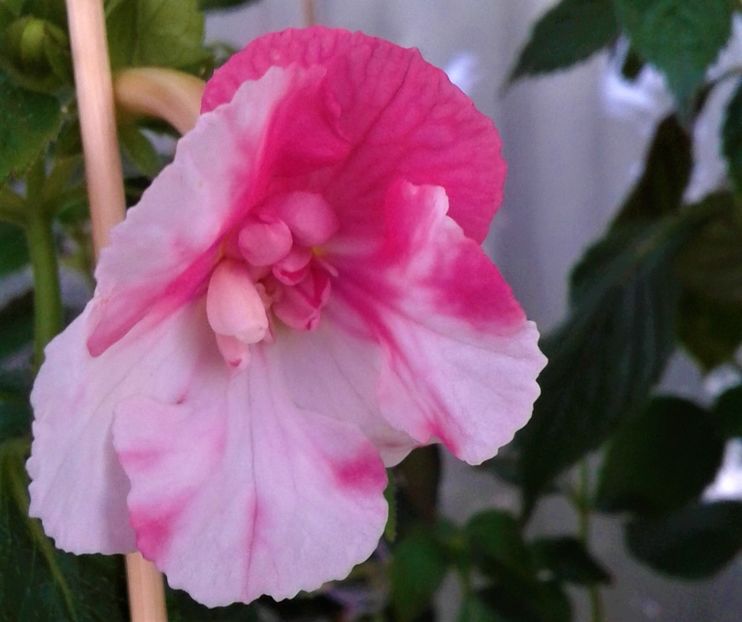  - 000012 ACHIMENES