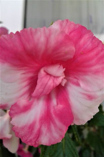  - 000012 ACHIMENES
