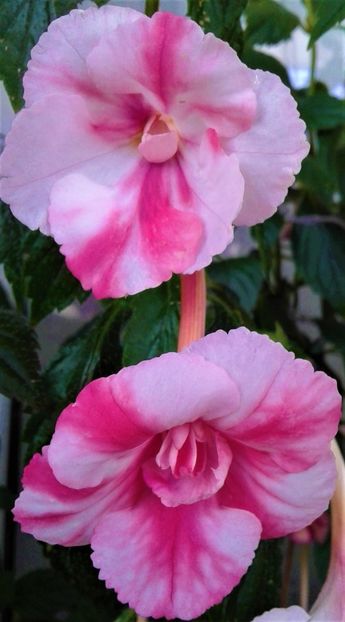  - 000012 ACHIMENES