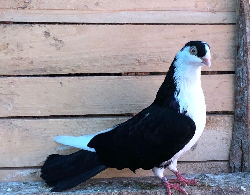 8537  mascul  2020_1 - tineret 2020