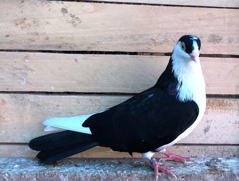 8537  mascul  2020_3 - tineret 2020