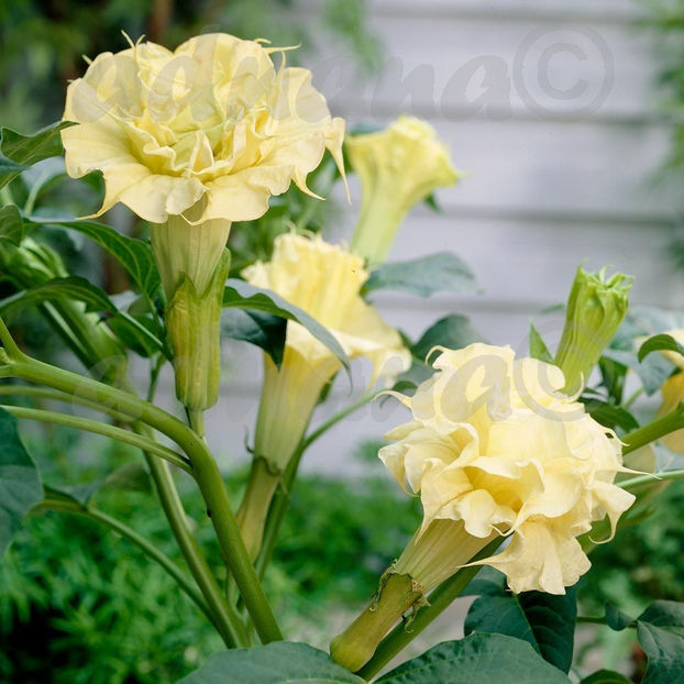  - Datura floare dubla - Brugmansia