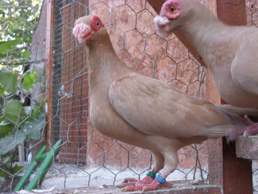 F - Porumbei2020