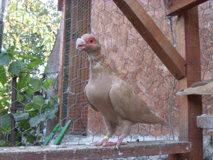 F - Porumbei2020