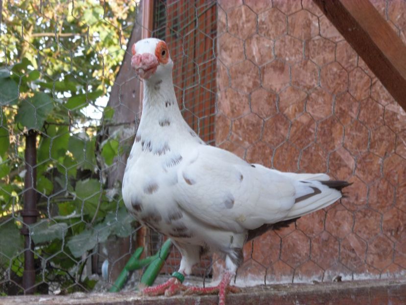 F - Porumbei2020