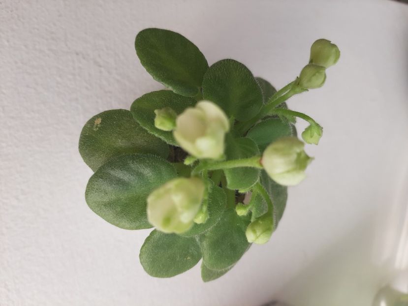  - Mac s Callow Carillion