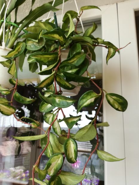 Hoya  carnosa tricolor - hoya