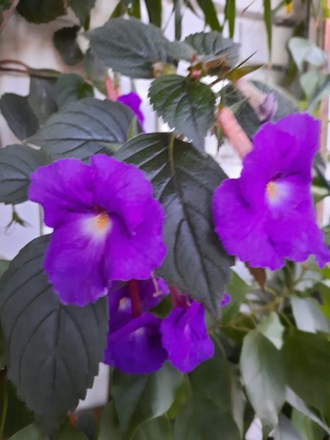  - Purple king