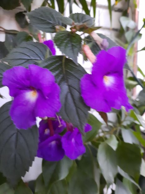  - Purple king