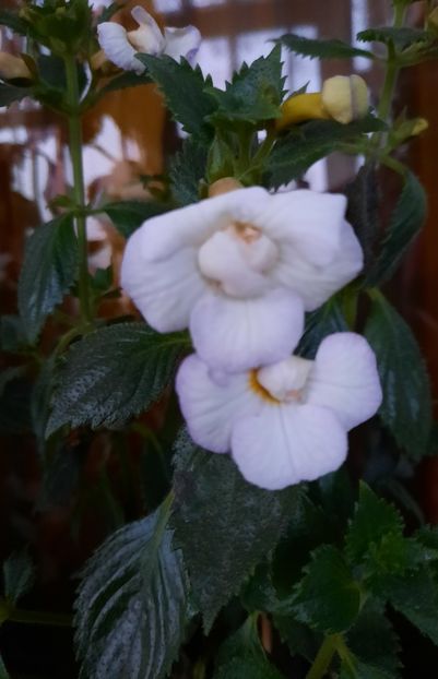 20200920_192423~2 - ICY VOLGA