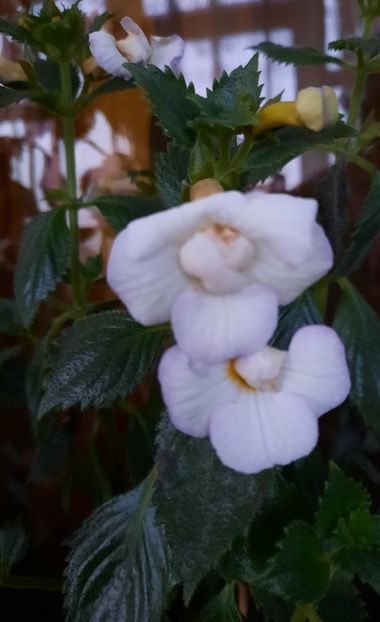 20200920_192422~2 - ICY VOLGA