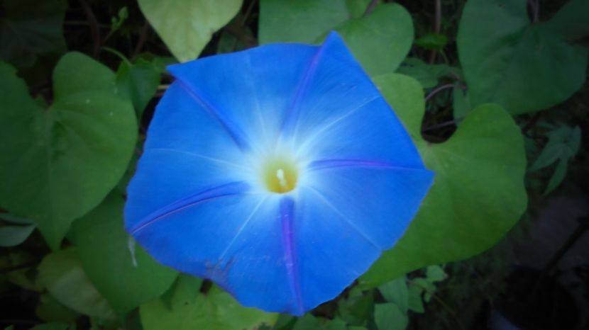 Abia acum... - Culori 2020