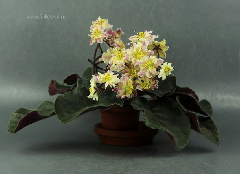 Poză net - Av Mimoza zzz