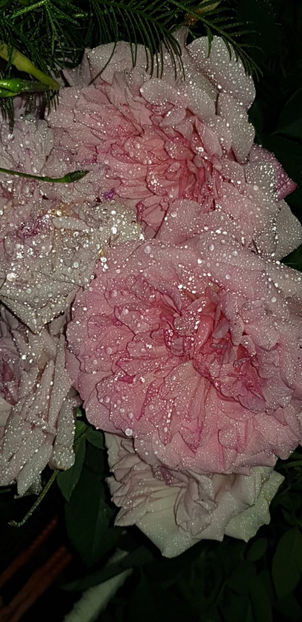 IMG-20200920-WA0098 - Hyde Hall AUSbosky