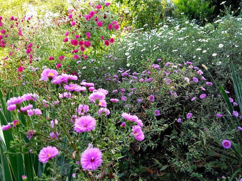  - 2020 Septembrie Aster
