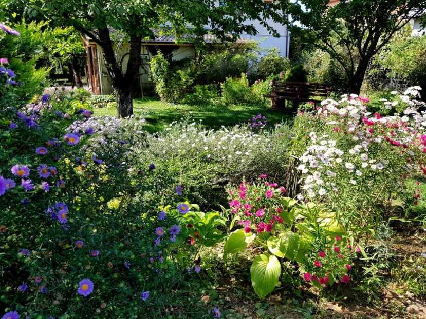  - 2020 Septembrie Aster