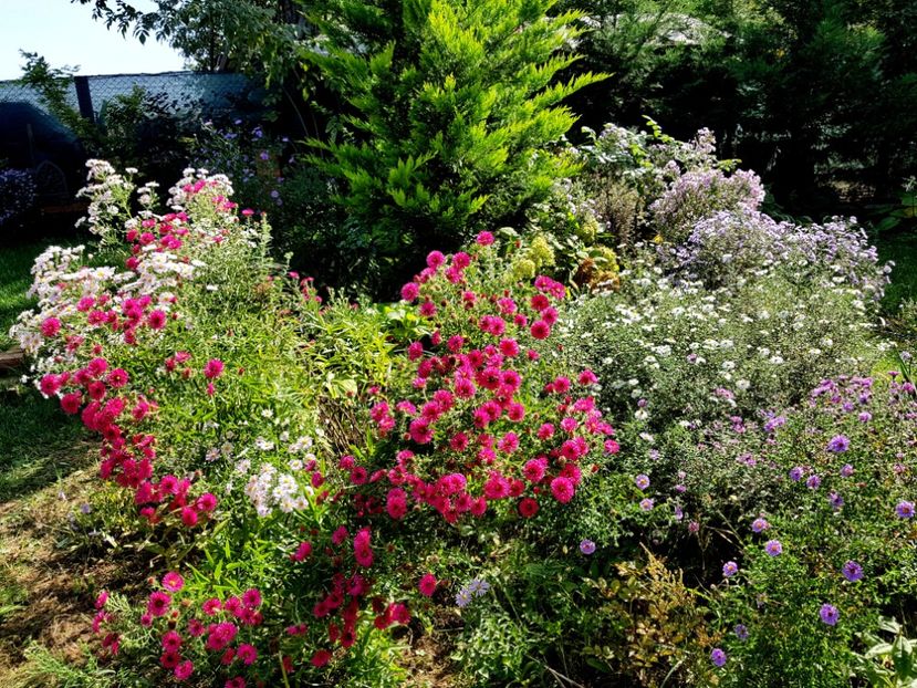  - 2020 Septembrie Aster