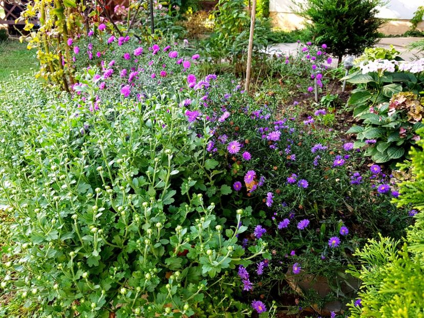  - 2020 Septembrie Aster