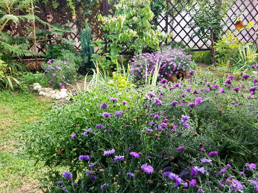  - 2020 Septembrie Aster