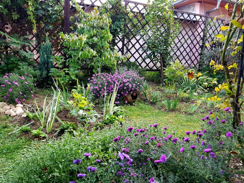  - 2020 Septembrie Aster