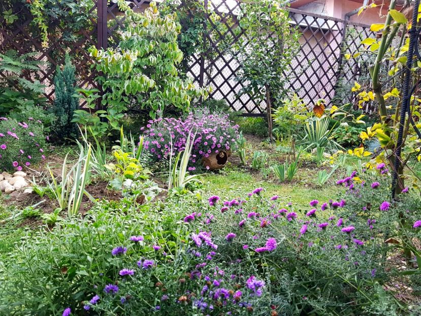  - 2020 Septembrie Aster