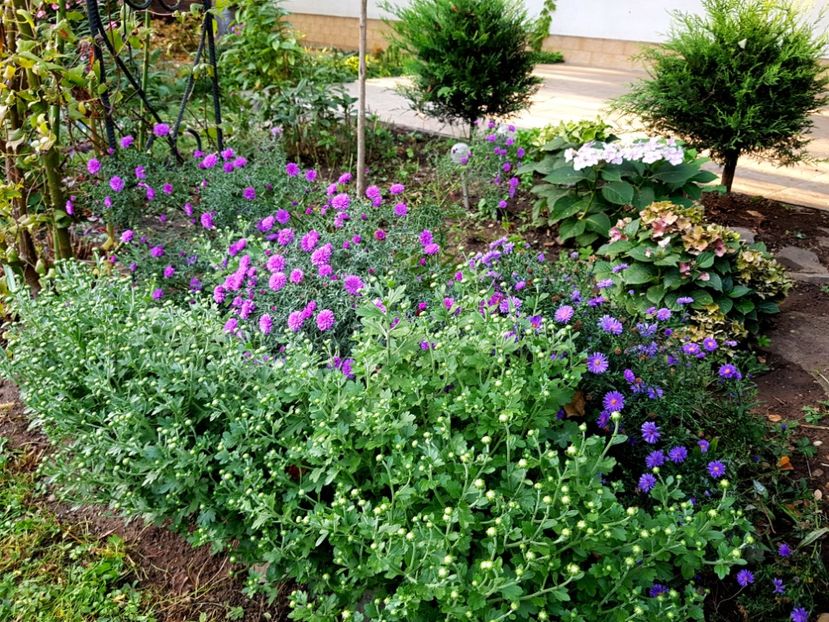  - 2020 Septembrie Aster