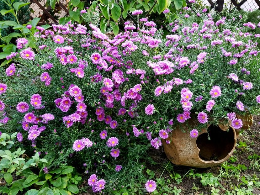  - 2020 Septembrie Aster