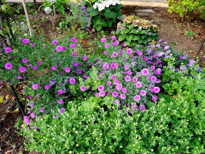  - 2020 Septembrie Aster