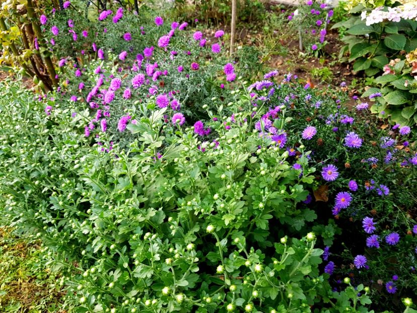  - 2020 Septembrie Aster