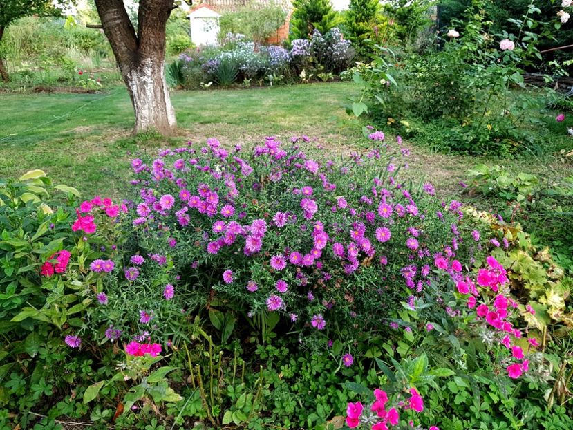  - 2020 Septembrie Aster